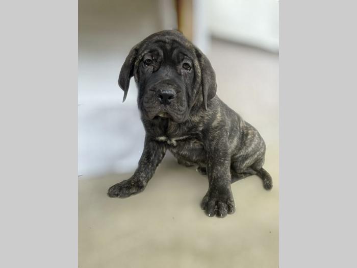 štenci presa canario vrhunskog porekla besplatni mali oglasi