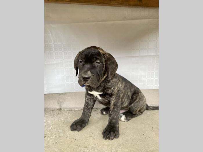 štenci presa canario vrhunskog porekla besplatni mali oglasi