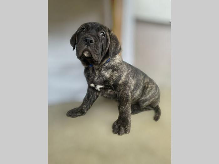 štenci presa canario vrhunskog porekla besplatni mali oglasi