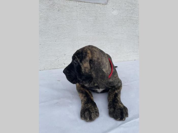 štenci presa canario vrhunskog porekla besplatni mali oglasi