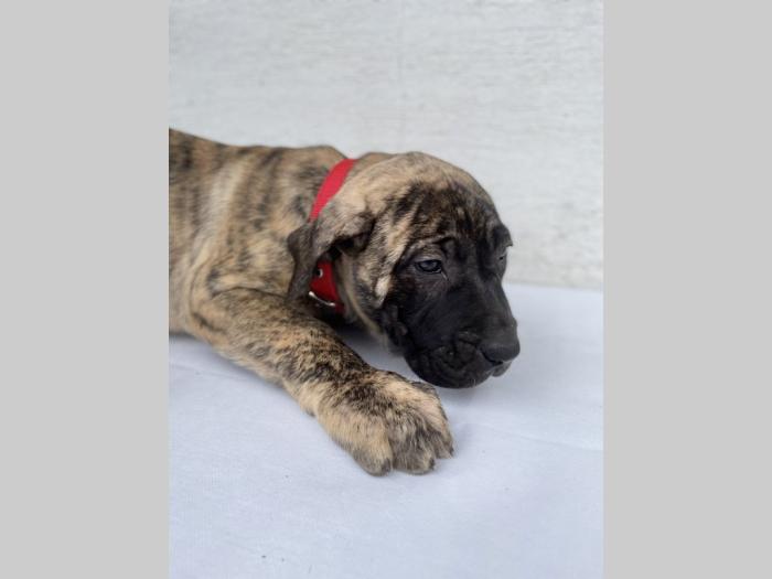 štenci presa canario vrhunskog porekla besplatni mali oglasi