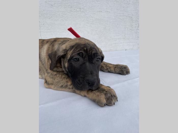 štenci presa canario vrhunskog porekla besplatni mali oglasi