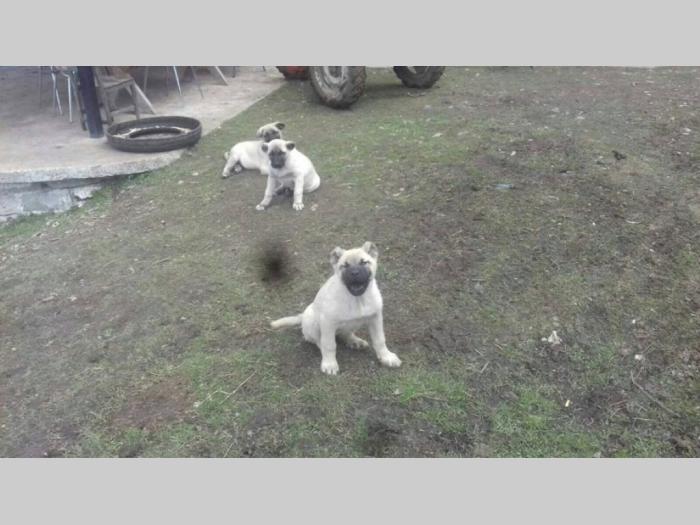 turski kangal štenci besplatni mali oglasi