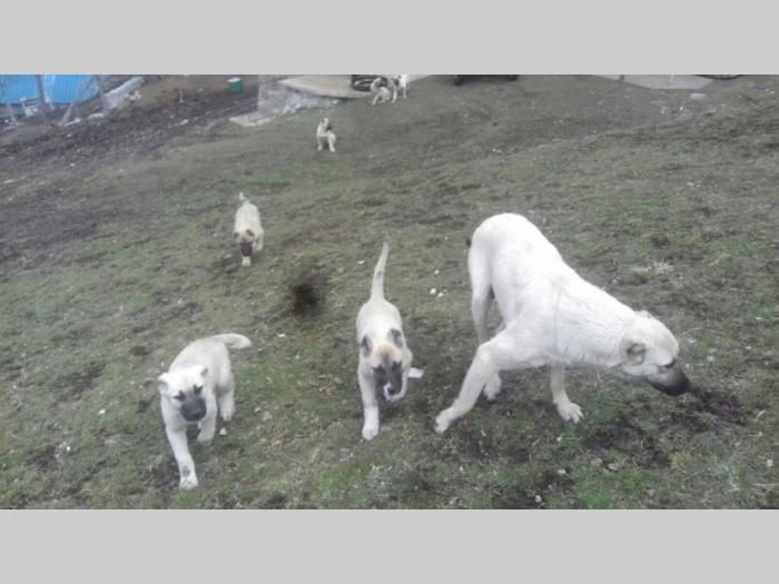 turski kangal štenci besplatni mali oglasi