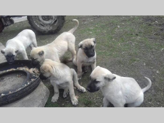 turski kangal štenci besplatni mali oglasi