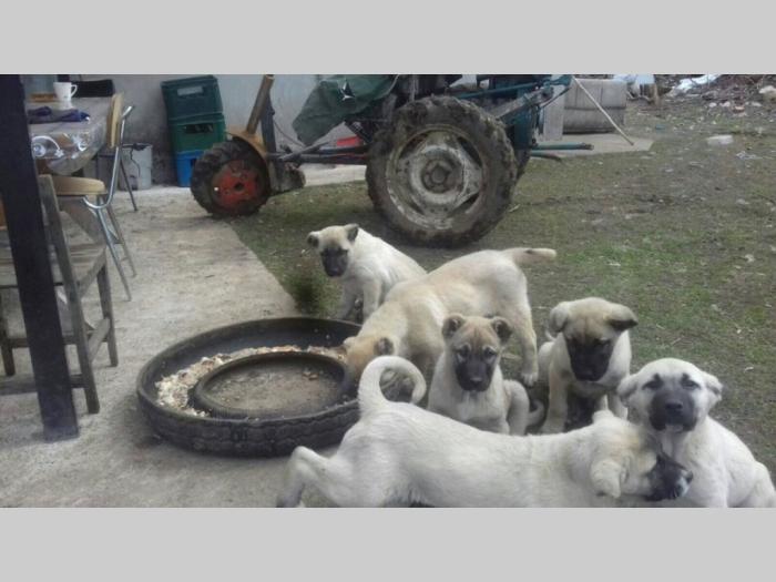 turski kangal štenci besplatni mali oglasi