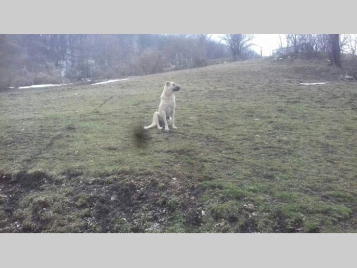 turski kangal štenci besplatni mali oglasi