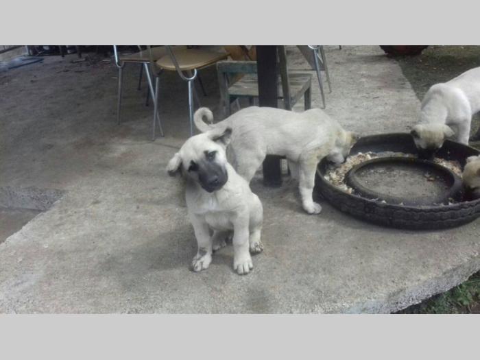 turski kangal štenci besplatni mali oglasi