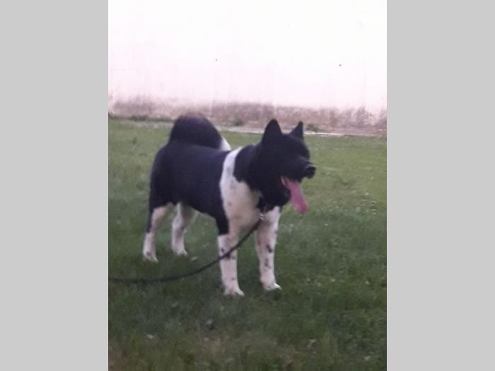 američka akita štenci besplatni mali oglasi