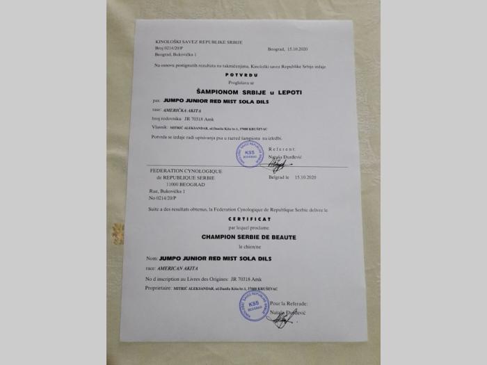 američka akita štenci besplatni mali oglasi