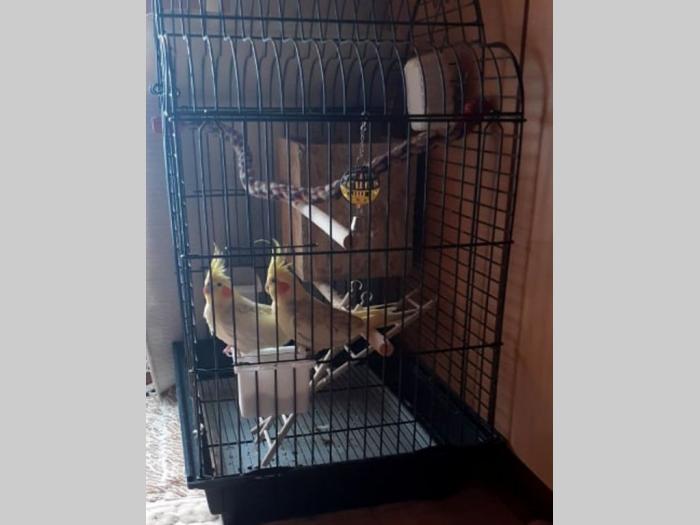 prodajem dve nimfe sa kavezom besplatni mali oglasi