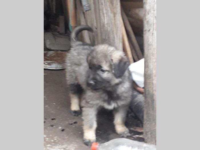 štenci šarplaninca na prodaju besplatni mali oglasi