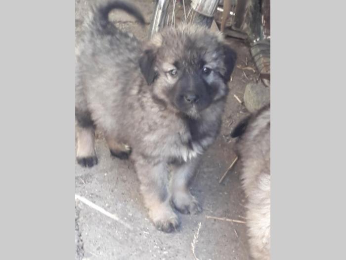 štenci šarplaninca na prodaju besplatni mali oglasi