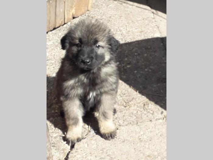 štenci šarplaninca na prodaju besplatni mali oglasi