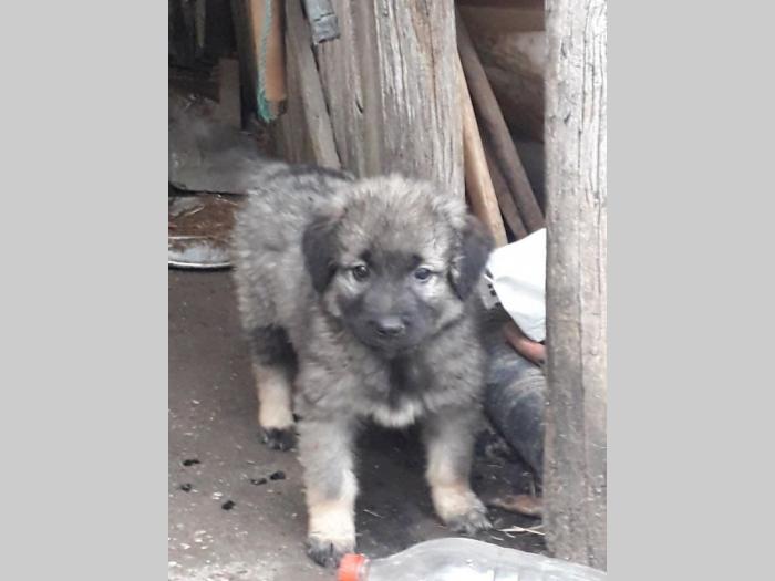 štenci šarplaninca na prodaju besplatni mali oglasi