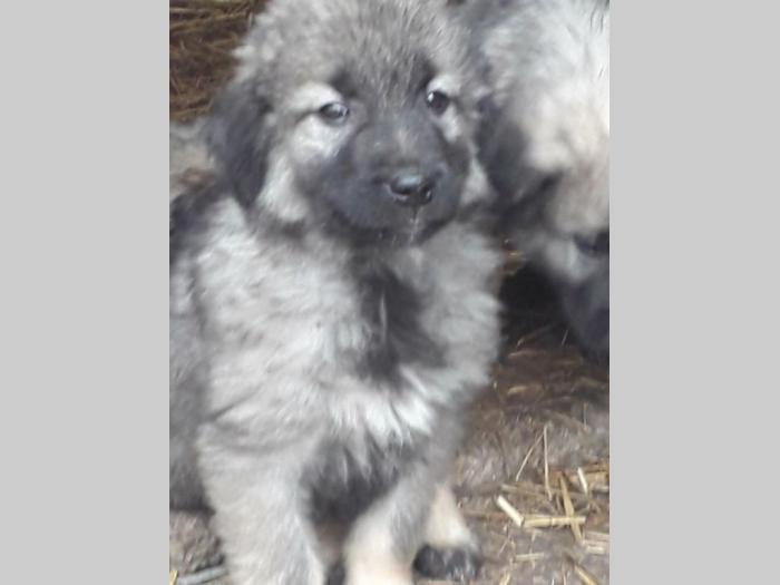 štenci šarplaninca na prodaju besplatni mali oglasi