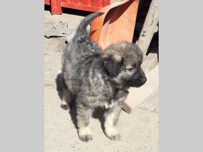 štenci šarplaninca na prodaju besplatni mali oglasi