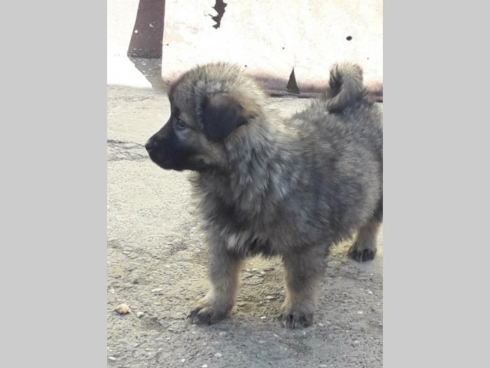 štenci šarplaninca na prodaju besplatni mali oglasi