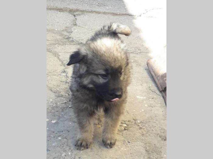 štenci šarplaninca na prodaju besplatni mali oglasi