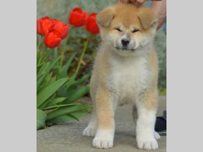 japanska akita, kučići sa odličnim pedigreom besplatni mali oglasi
