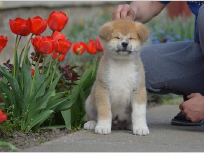 japanska akita, kučići sa odličnim pedigreom besplatni mali oglasi