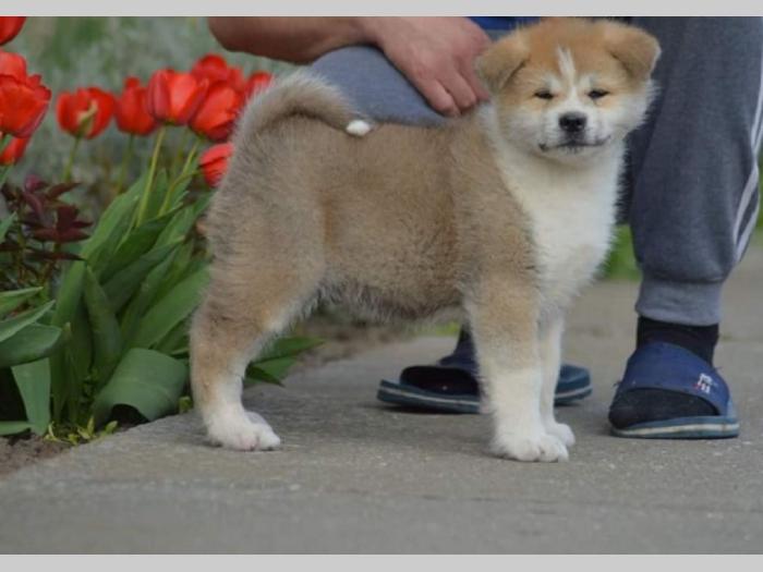 japanska akita, kučići sa odličnim pedigreom besplatni mali oglasi