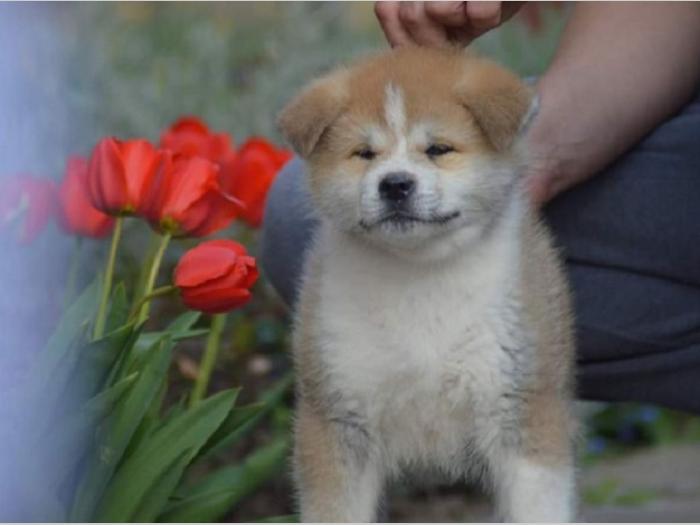japanska akita, kučići sa odličnim pedigreom besplatni mali oglasi