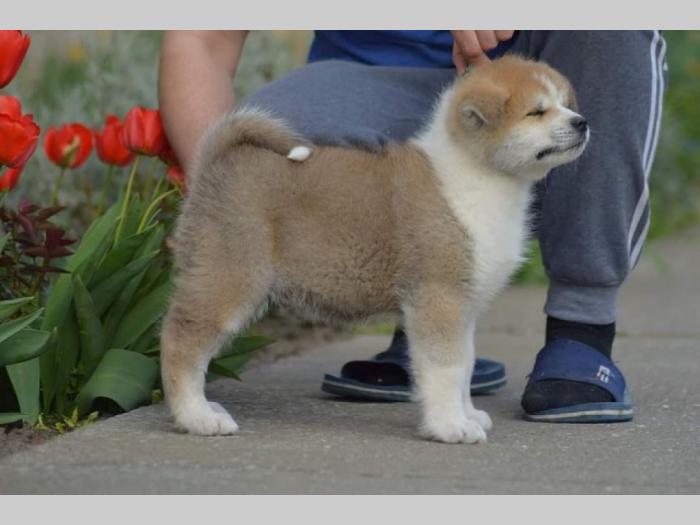 japanska akita, kučići sa odličnim pedigreom besplatni mali oglasi