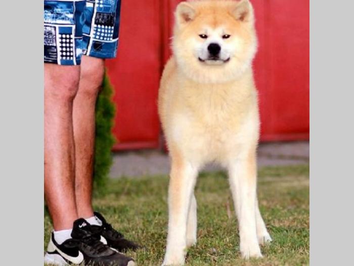 japanska akita, kučići sa odličnim pedigreom besplatni mali oglasi