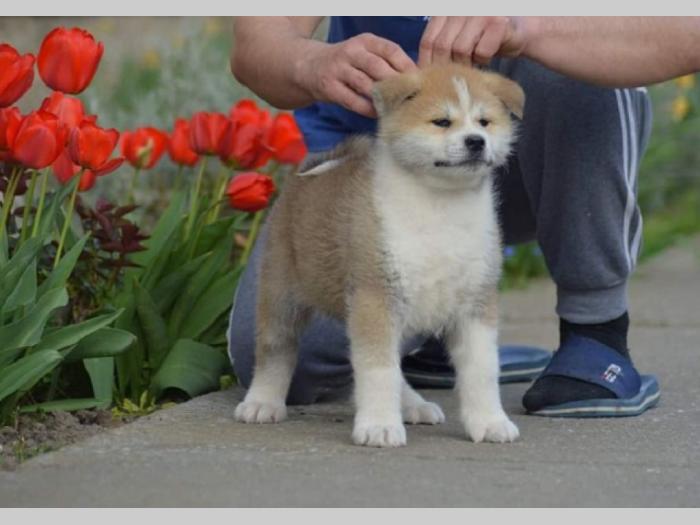 japanska akita, kučići sa odličnim pedigreom besplatni mali oglasi
