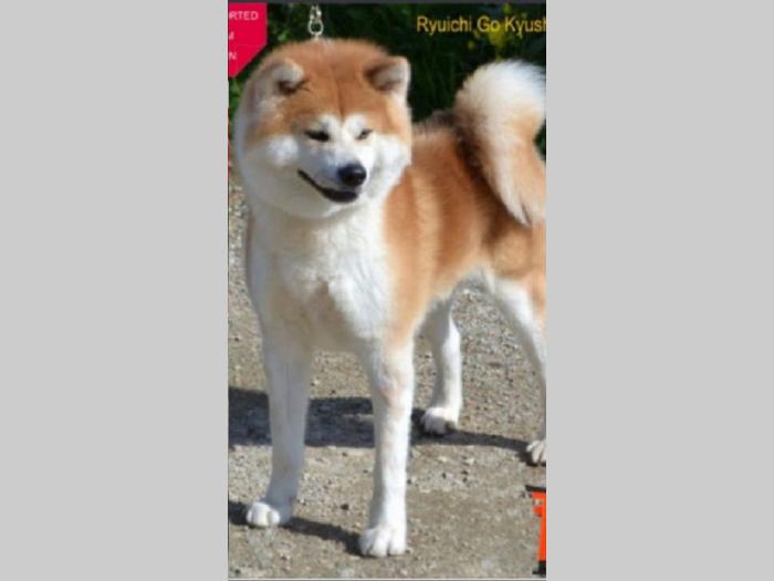 japanska akita, kučići sa odličnim pedigreom besplatni mali oglasi