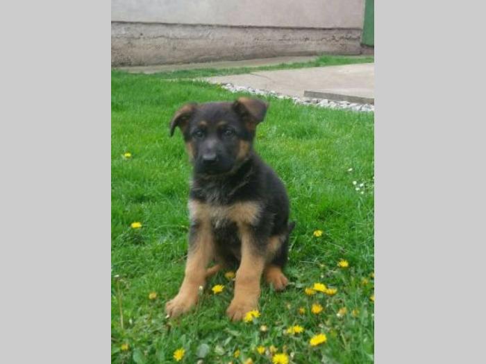nemački ovčar štenci besplatni mali oglasi
