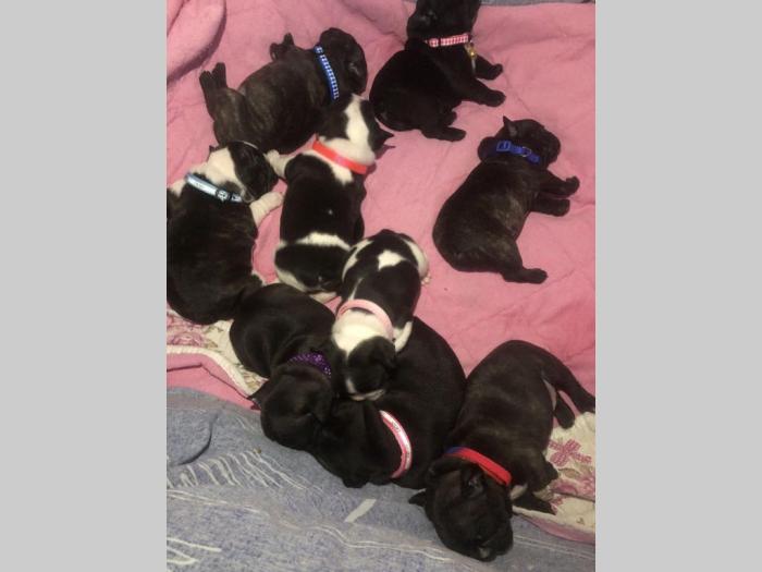 francuski buldog, rezervacija štenaca besplatni mali oglasi