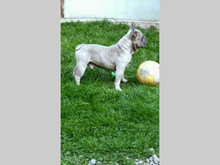 francuski buldog mužjaci na prodaju besplatni mali oglasi