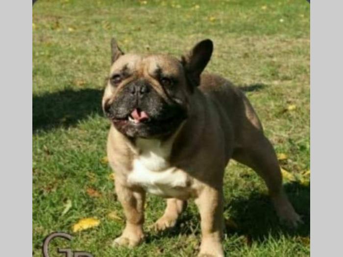 francuski buldog mužjaci na prodaju besplatni mali oglasi
