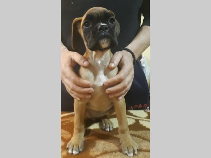 štenci nemačkog boksera besplatni mali oglasi