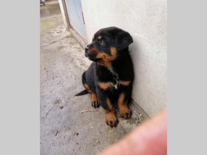rottweiler muško štene besplatni mali oglasi