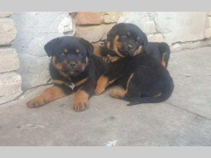 rottweiler muško štene besplatni mali oglasi