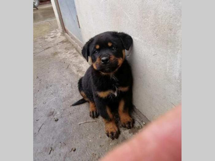 rottweiler muško štene besplatni mali oglasi
