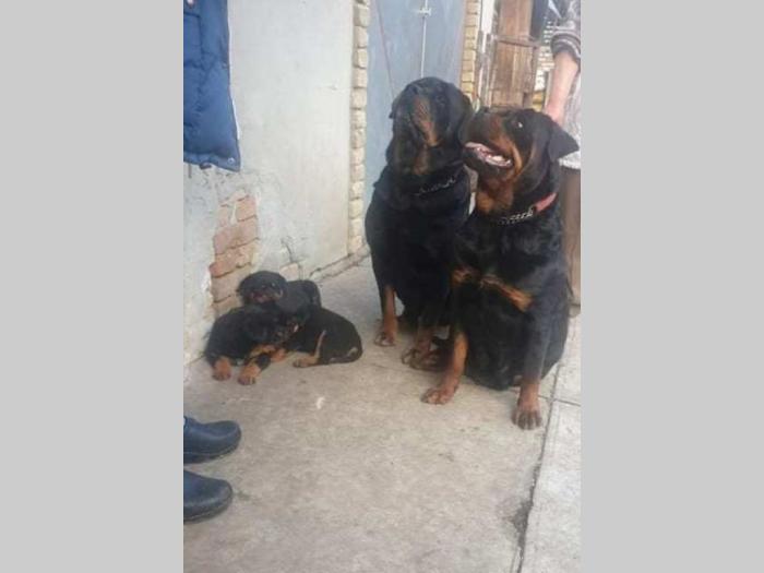 rottweiler muško štene besplatni mali oglasi