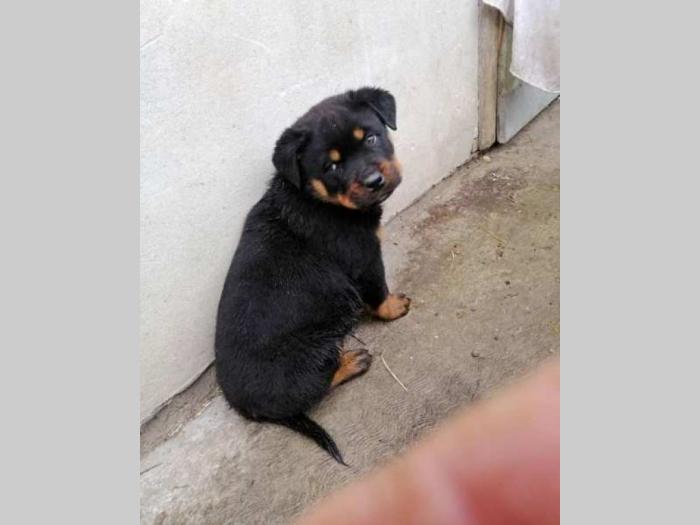 rottweiler muško štene besplatni mali oglasi