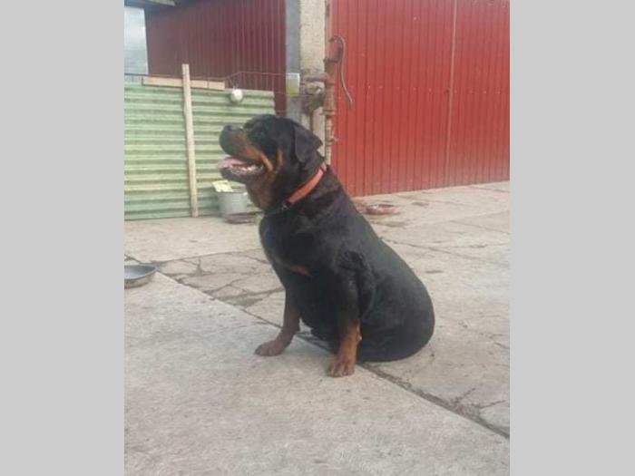 rottweiler muško štene besplatni mali oglasi