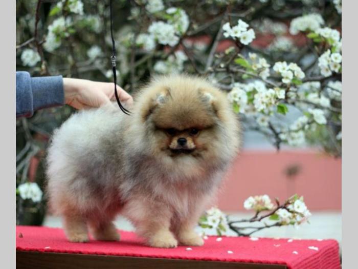 pomeranac luksuzno muško štene besplatni mali oglasi