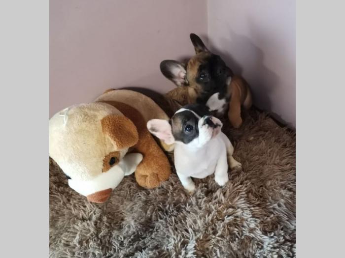 francuski buldog štenci besplatni mali oglasi