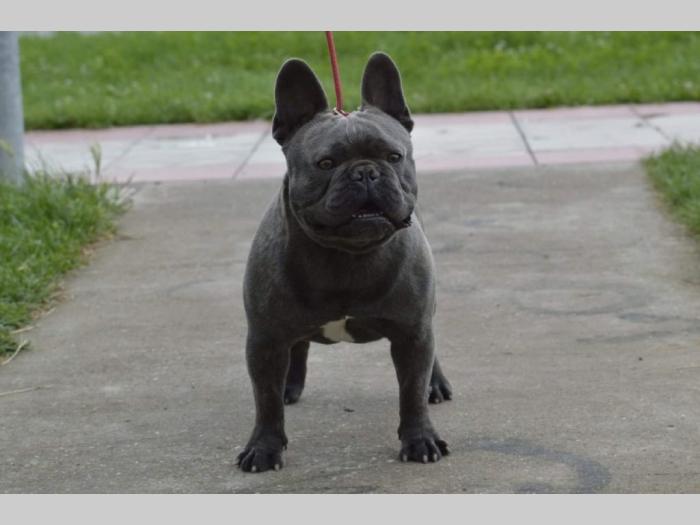 francuski buldog parenje besplatni mali oglasi