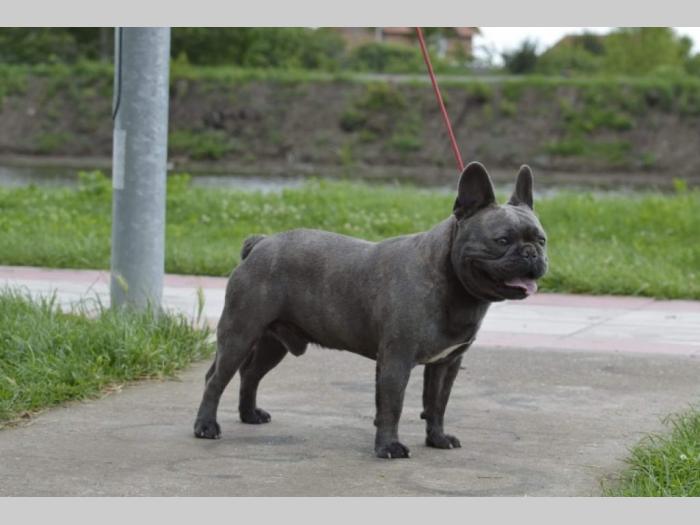 francuski buldog parenje besplatni mali oglasi