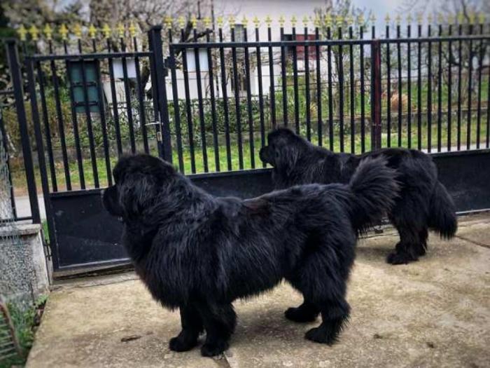 mužjak newfoundland spreman za parenje besplatni mali oglasi