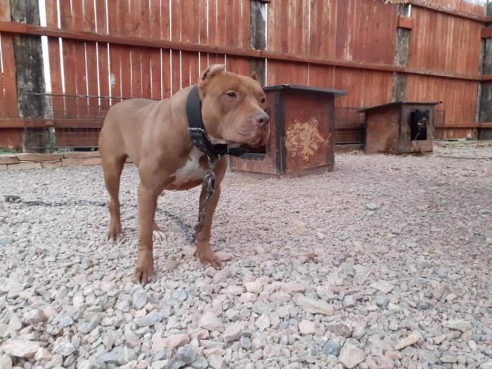 pit bul štenci na prodaju besplatni mali oglasi