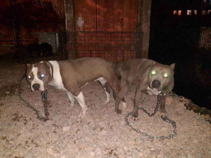 pit bul štenci na prodaju besplatni mali oglasi