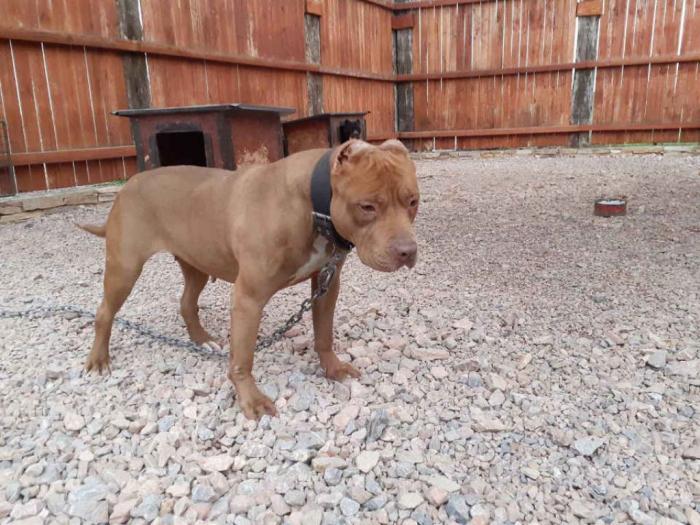 pit bul štenci na prodaju besplatni mali oglasi